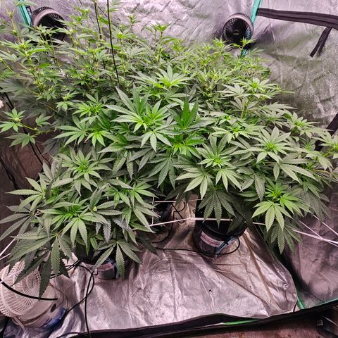 Sweet Cheese fem  growlog timeline photo