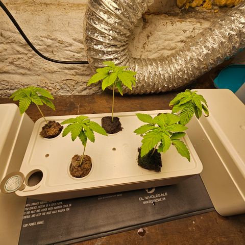 Wine Mom Ithacan Genetics  growlog timeline photo