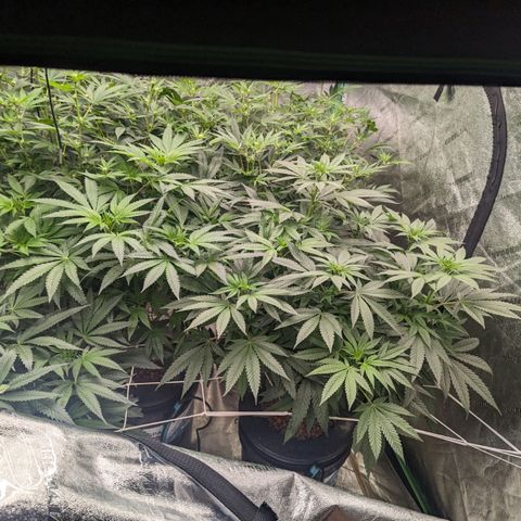 Bruce Banner fem growlog timeline photo