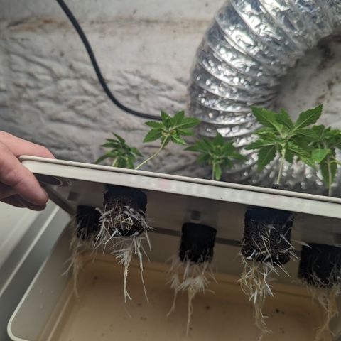 Wine Mom Ithacan Genetics  growlog timeline photo