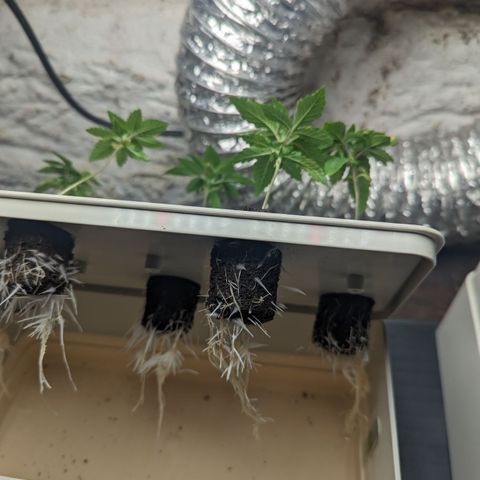 Wine Mom Ithacan Genetics  growlog timeline photo