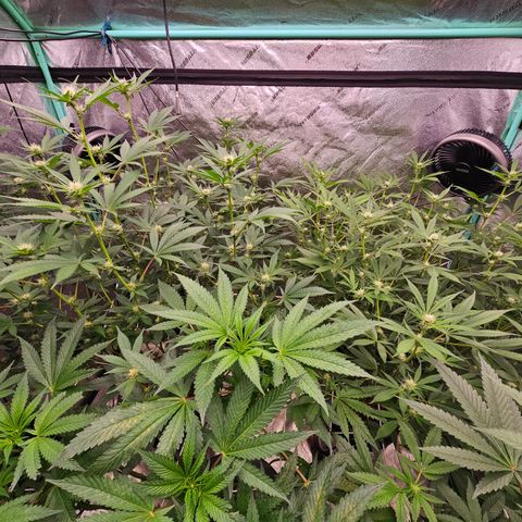 Bruce Banner fem growlog timeline photo