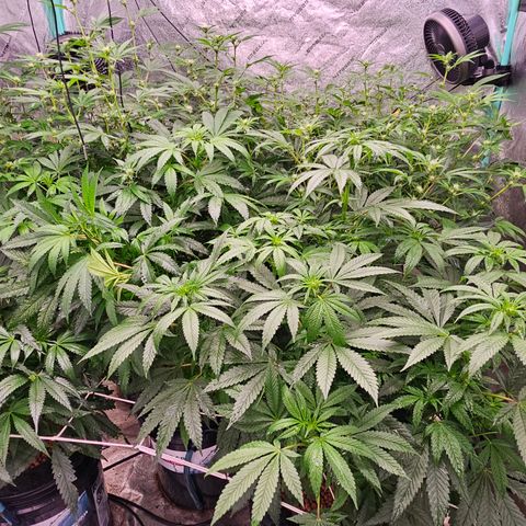 Bruce Banner fem growlog timeline photo