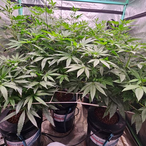 Sweet Cheese fem  growlog timeline photo