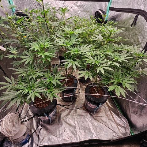 Sweet Cheese fem  growlog timeline photo
