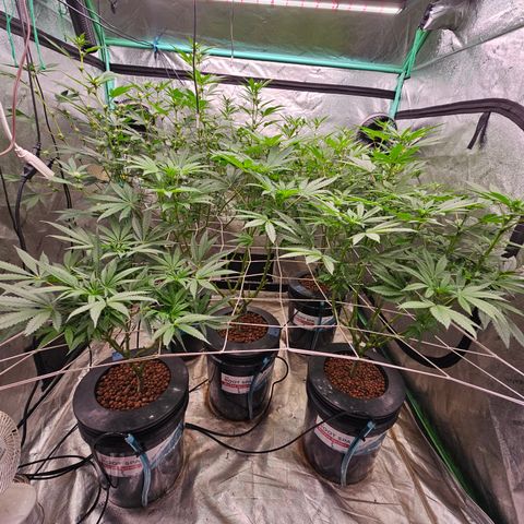 Sweet Cheese fem  growlog timeline photo