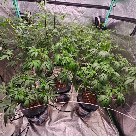 Bruce Banner fem growlog timeline photo