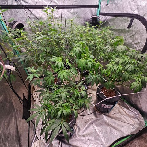 Sweet Cheese fem  growlog timeline photo