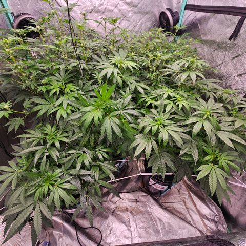Bruce Banner fem growlog timeline photo