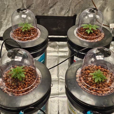 Wine Mom Ithacan Genetics  growlog timeline photo