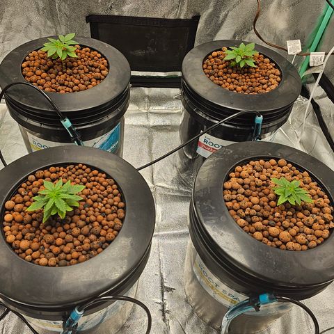 Wine Mom Ithacan Genetics  growlog timeline photo