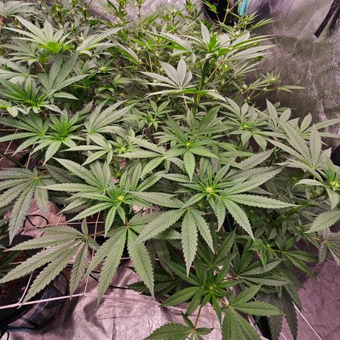 Bruce Banner fem growlog timeline photo