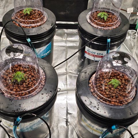 Wine Mom Ithacan Genetics  growlog timeline photo