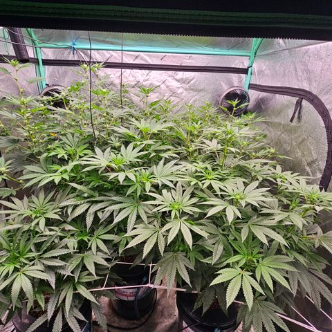 Sweet Cheese fem  growlog timeline photo