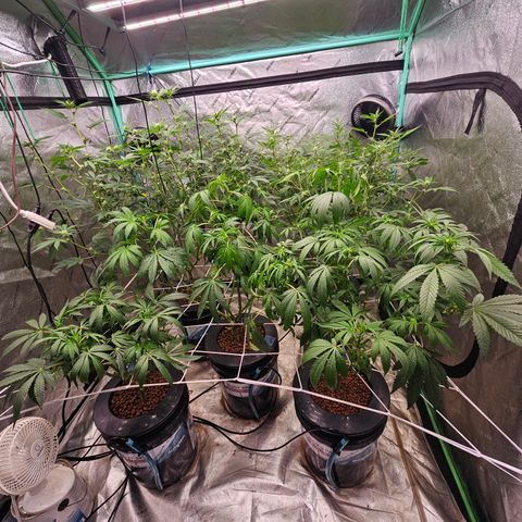 Sweet Cheese fem  growlog timeline photo