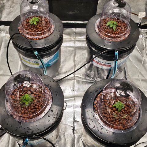 Wine Mom Ithacan Genetics  growlog timeline photo