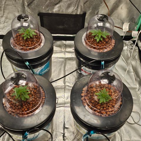 Wine Mom Ithacan Genetics  growlog timeline photo