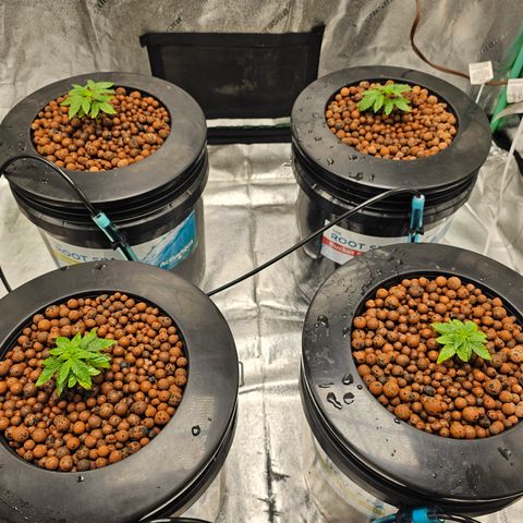Wine Mom Ithacan Genetics  growlog timeline photo