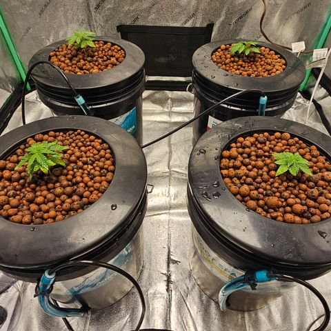 Wine Mom Ithacan Genetics  growlog timeline photo