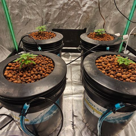 Wine Mom Ithacan Genetics  growlog timeline photo