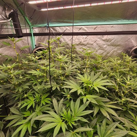 Sweet Cheese fem  growlog timeline photo