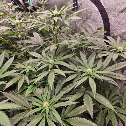 Sweet Cheese fem  growlog timeline photo