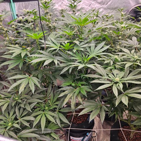 Bruce Banner fem growlog timeline photo