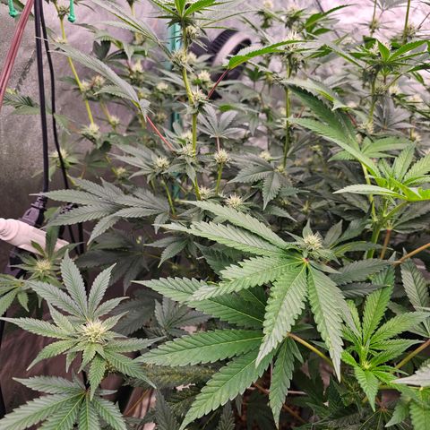Sweet Cheese fem  growlog timeline photo