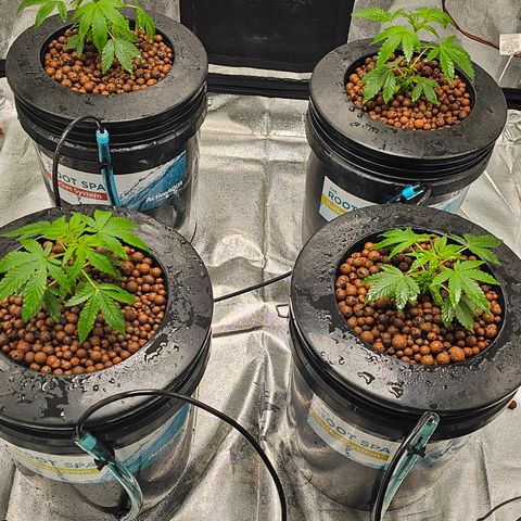 Wine Mom Ithacan Genetics  growlog timeline photo