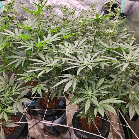 Sweet Cheese fem  growlog timeline photo