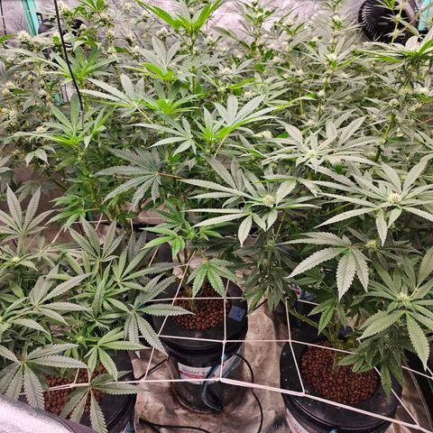 Bruce Banner fem growlog timeline photo