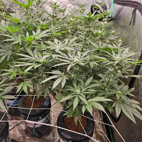 Sweet Cheese fem  growlog timeline photo