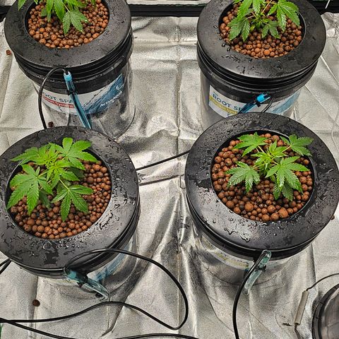 Wine Mom Ithacan Genetics  growlog timeline photo