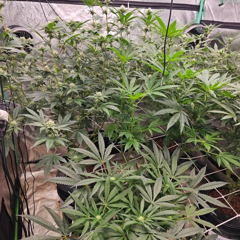 Sweet Cheese fem  growlog timeline photo