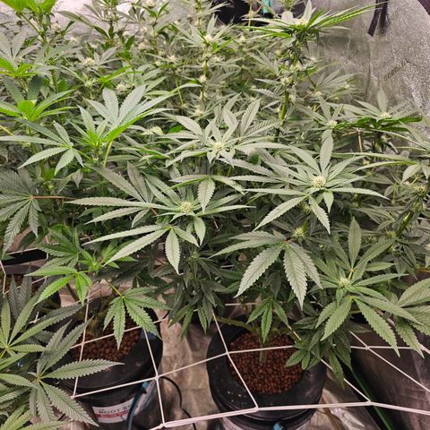 Bruce Banner fem growlog timeline photo