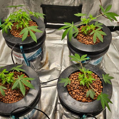 Wine Mom Ithacan Genetics  growlog timeline photo