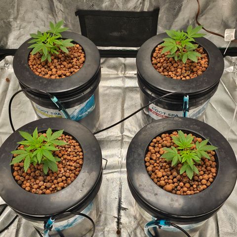 Wine Mom Ithacan Genetics  growlog timeline photo