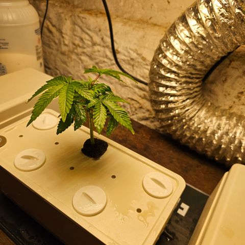 Wine Mom Ithacan Genetics  growlog timeline photo