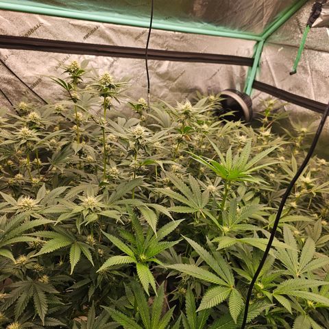Bruce Banner fem growlog timeline photo