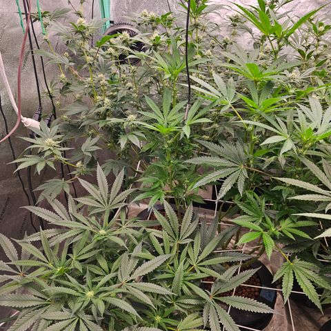 Sweet Cheese fem  growlog timeline photo