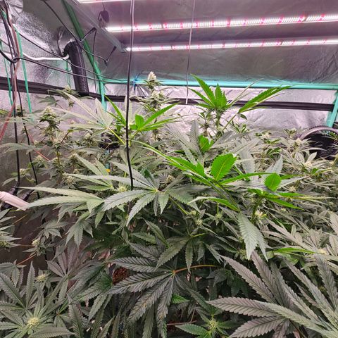 Bruce Banner fem growlog timeline photo