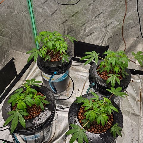 Sweet Cheese fem  growlog timeline photo