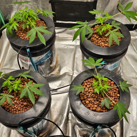 Sweet Cheese fem  growlog timeline photo