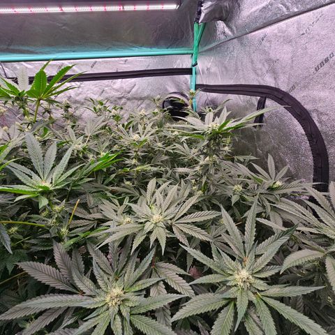 Sweet Cheese fem  growlog timeline photo