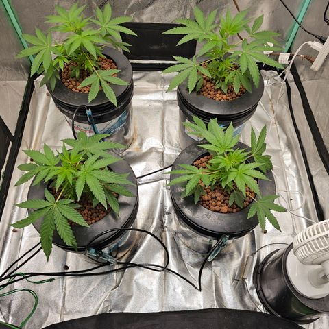 Sweet Cheese fem  growlog timeline photo