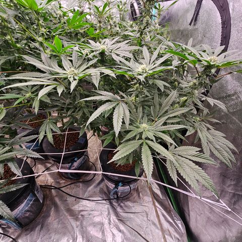 Sweet Cheese fem  growlog timeline photo