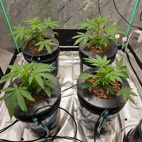 Sweet Cheese fem  growlog timeline photo