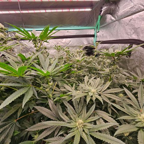 Bruce Banner fem growlog timeline photo