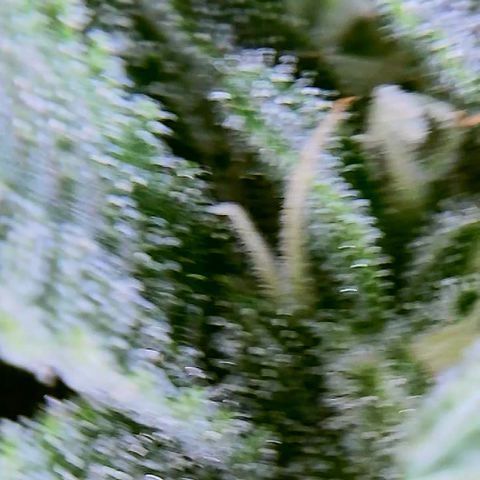 Bruce Banner fem growlog timeline photo