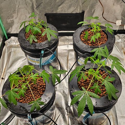 Wine Mom Ithacan Genetics  growlog timeline photo